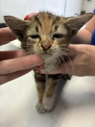 A baby small-sized female Domestic Short Hair cat named Mercedes for adoption in Gainesville, FL