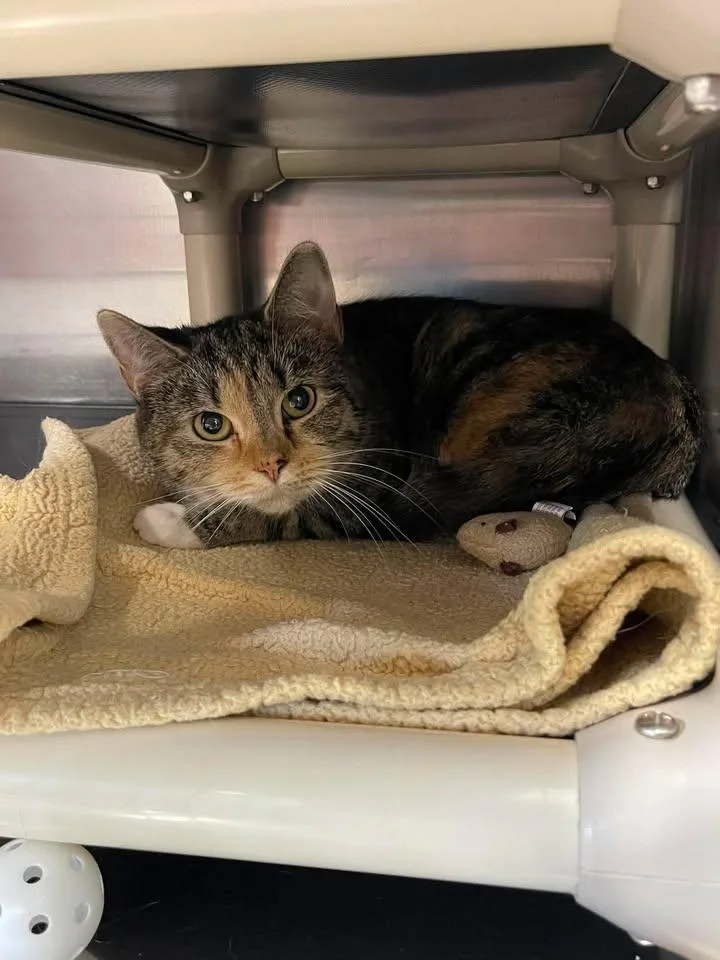An adult medium-sized female Calico Domestic Short Hair cat named Garlic Cream Sauce for adoption in Winthrop, ME