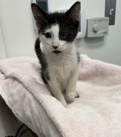 Oreo