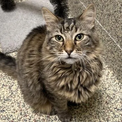 An adult medium-sized male Domestic Medium Hair cat named Alexander for adoption in Merriam, KS