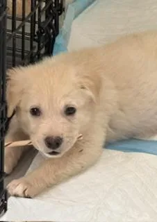 A baby large-sized female Labrador Retriever dog named Miny for adoption in Sedalia, CO