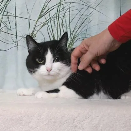 An adult medium-sized female Domestic Short Hair cat named Minnie for adoption in West Chester, PA