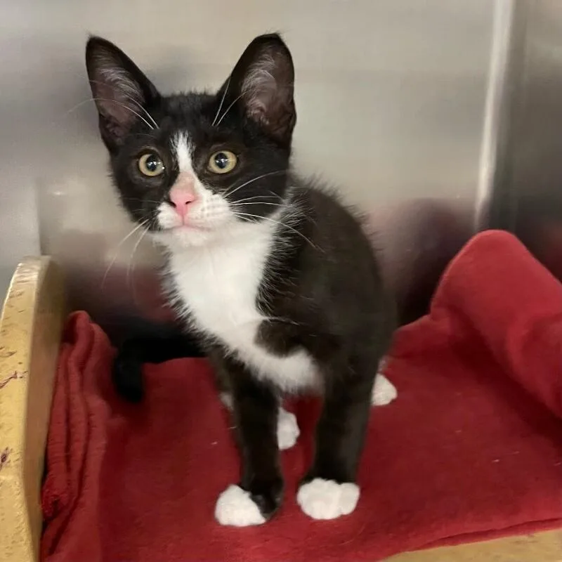 A baby medium-sized male Domestic Short Hair cat named Toaster for adoption in Roanoke, VA