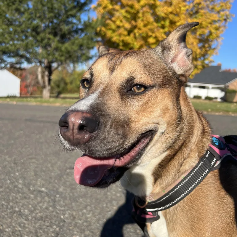 A young medium-sized female Bicolor Australian Cattle Dog / Blue Heeler named Maple for adoption in Guilford, CT