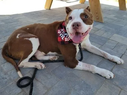 A senior medium-sized male American Staffordshire Terrier dog named Goobie for adoption in Atlanta, GA