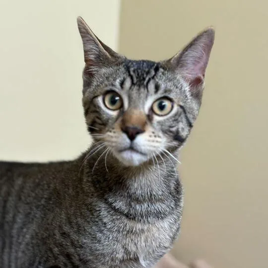 A young large-sized male Brown / Chocolate Domestic Short Hair cat named Jasper for adoption in Skokie, IL