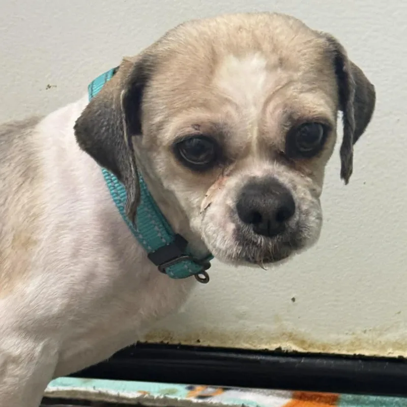 An adult small-sized male Shih Tzu dog named Thomas for adoption in Hartland, WI