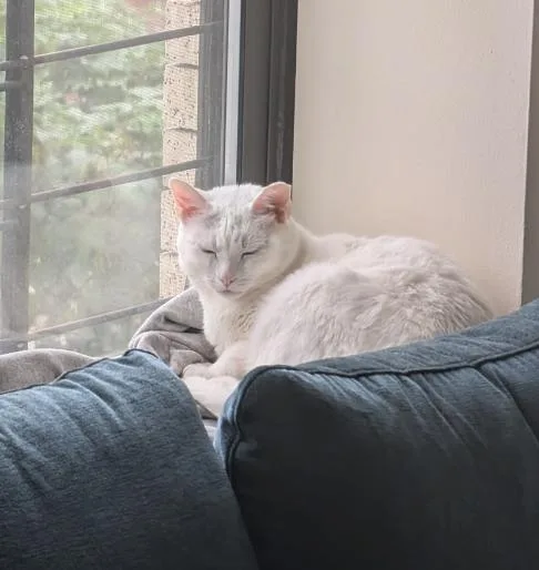 An adult medium-sized female White Domestic Short Hair cat named Stardust for adoption in Brooklyn, NY