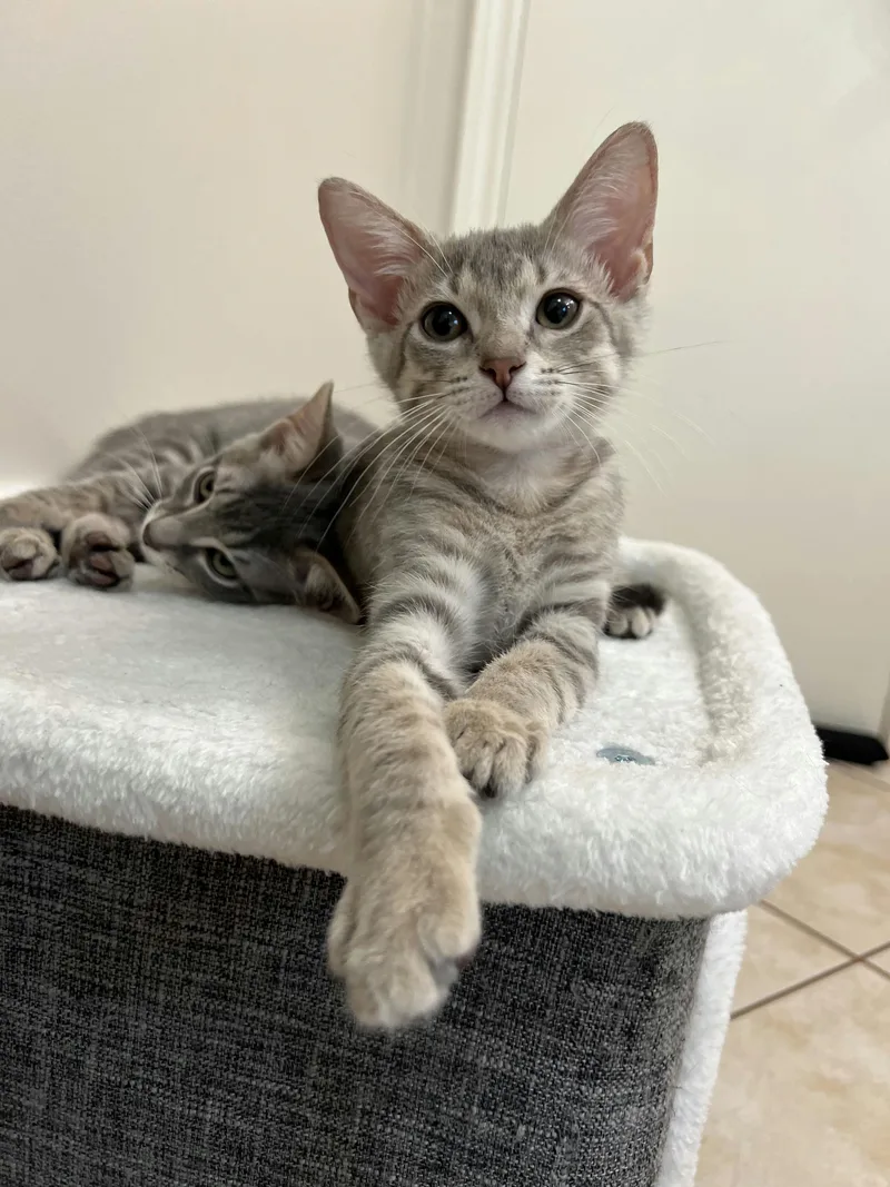 A baby medium-sized female Tabby (Gray / Blue / Silver) Domestic Short Hair cat named Rose for adoption in Houston, TX