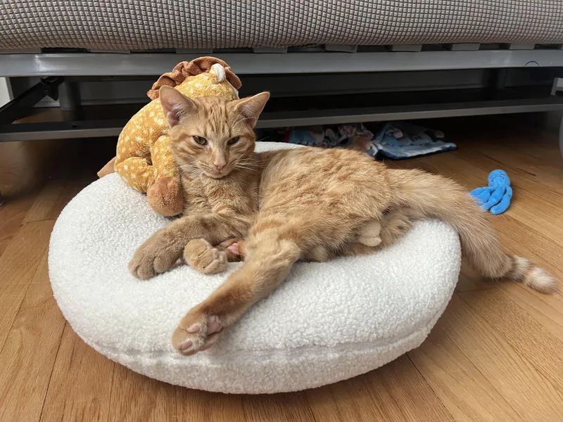A young small-sized male Tabby (Orange / Red) Domestic Short Hair cat named Seabiscuit for adoption in Evanston, IL