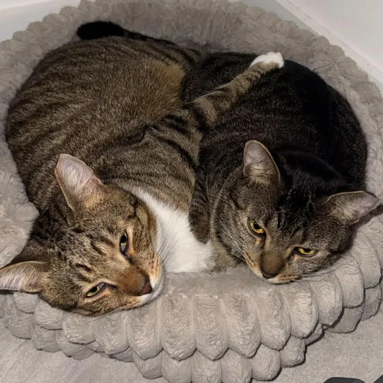 An adult medium-sized male Domestic Short Hair cat named Boots and Tiny for adoption in Miami, FL