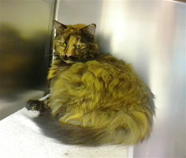 An adult large-sized female Domestic Medium Hair cat named Baby Goldie for adoption in Omaha, NE