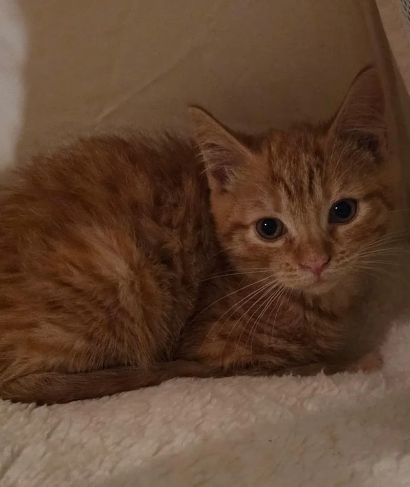 A baby small-sized female Domestic Short Hair cat named Pawdry Hepburn for adoption in Gorham, ME