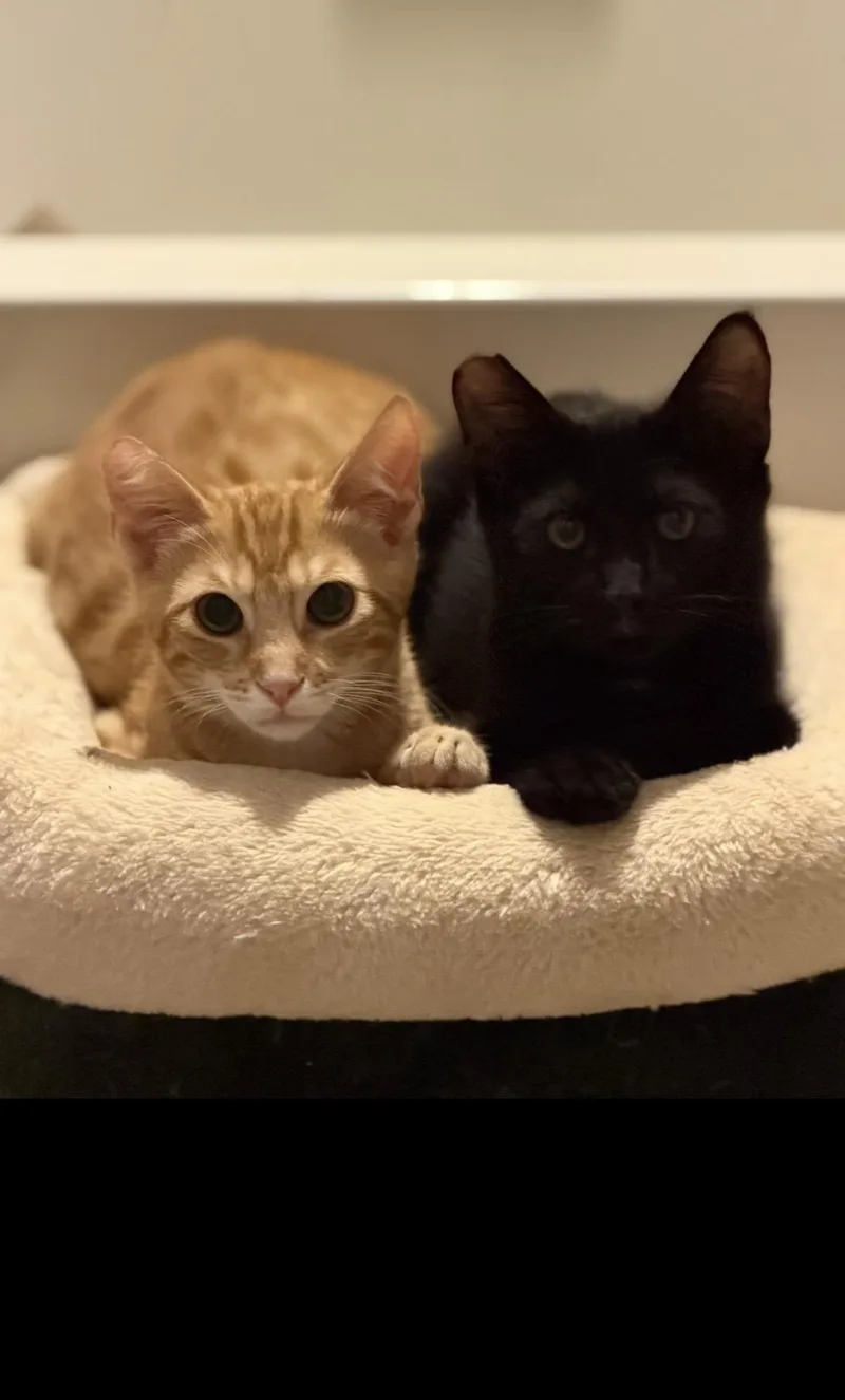 A young medium-sized male Black Domestic Short Hair cat named Andy for adoption in Oceanside, CA