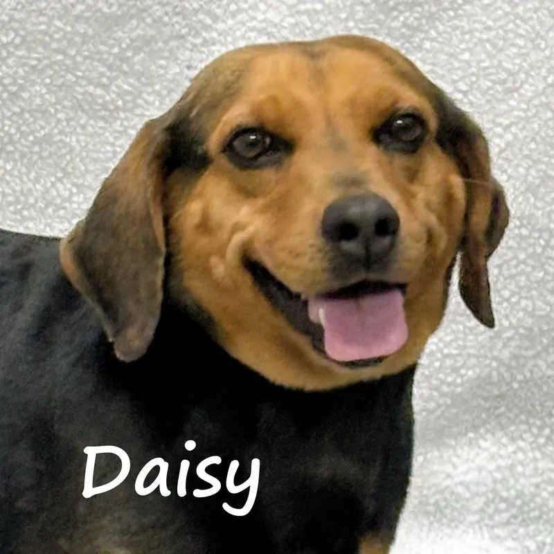 Daisy thumbnail 2
