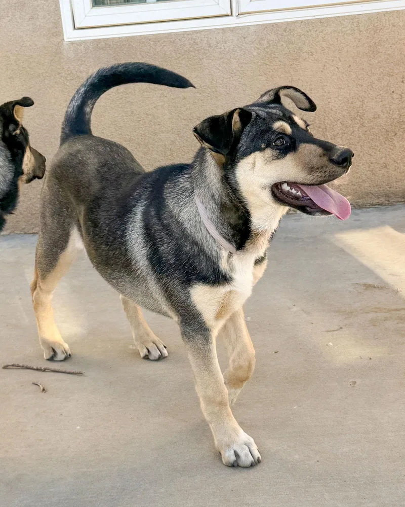 A baby large-sized female Husky dog named Bellatrix for adoption in Corona, CA