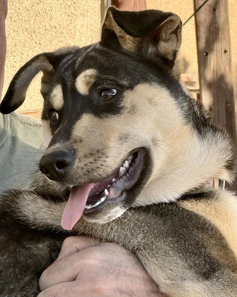 Bellatrix thumbnail 2