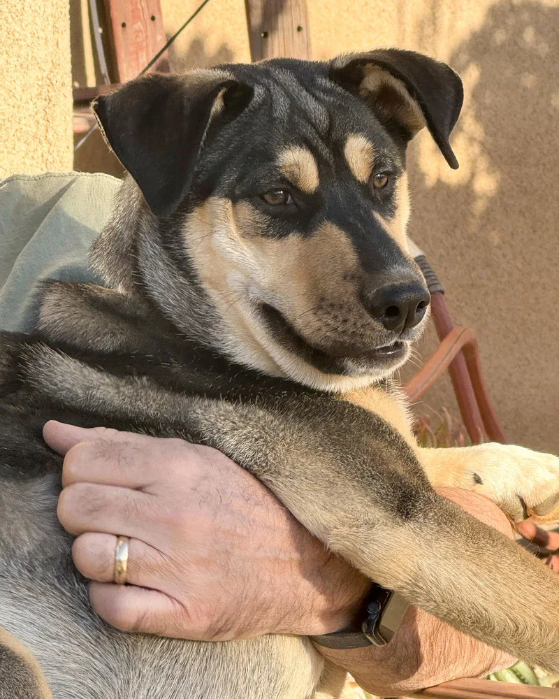 Bellatrix thumbnail 3