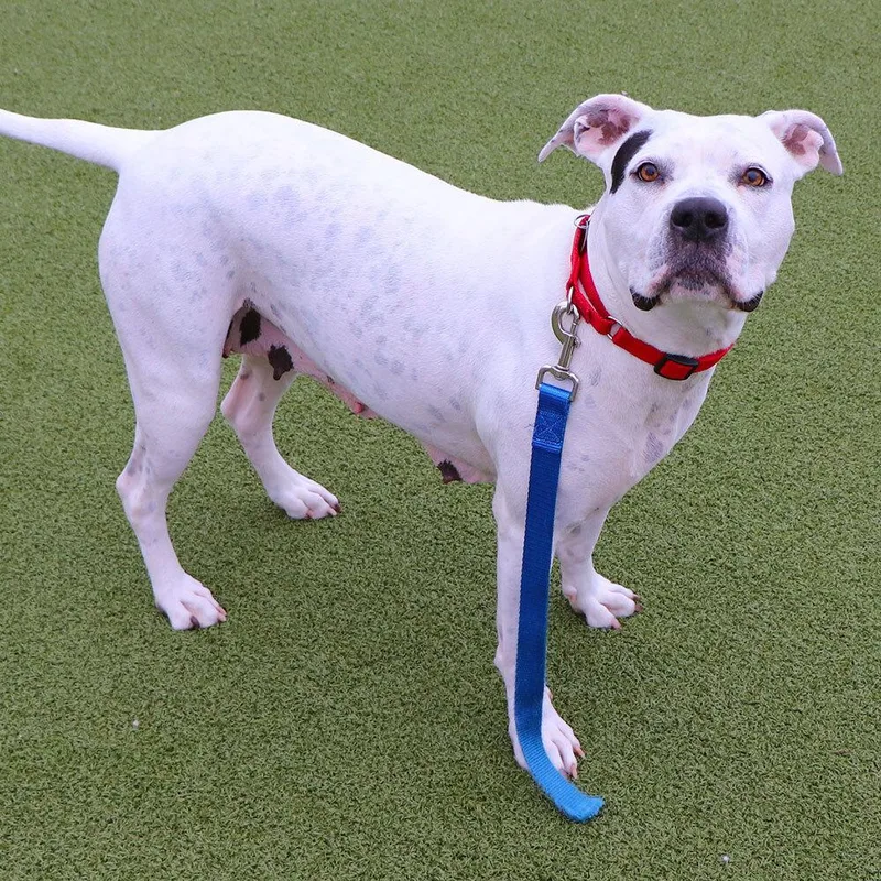 Mama Mia thumbnail 2