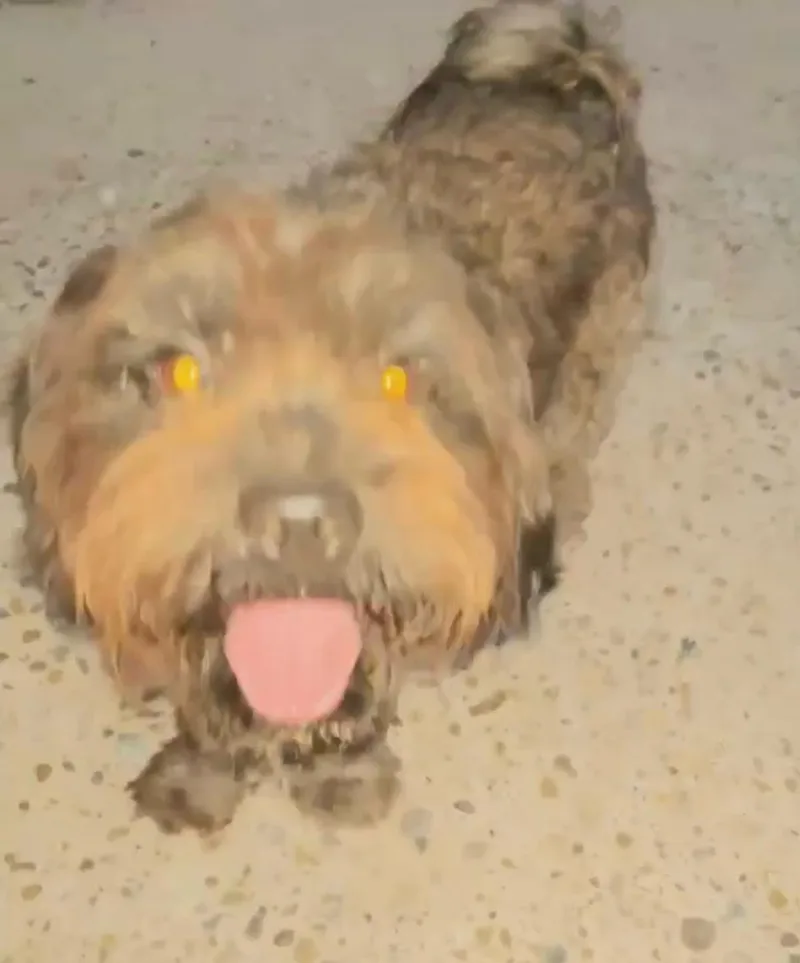 An adult small-sized male Shih Tzu dog named Snickers for adoption in Gainesville, VA