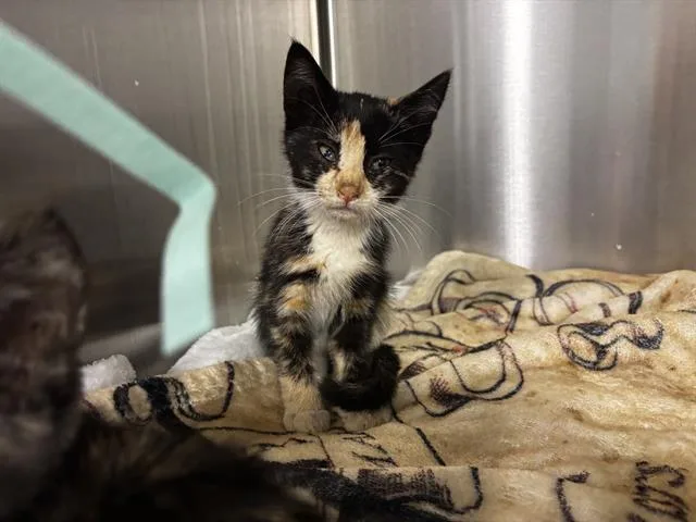 A baby small-sized female Domestic Short Hair cat named Birdie for adoption in San Martin, CA