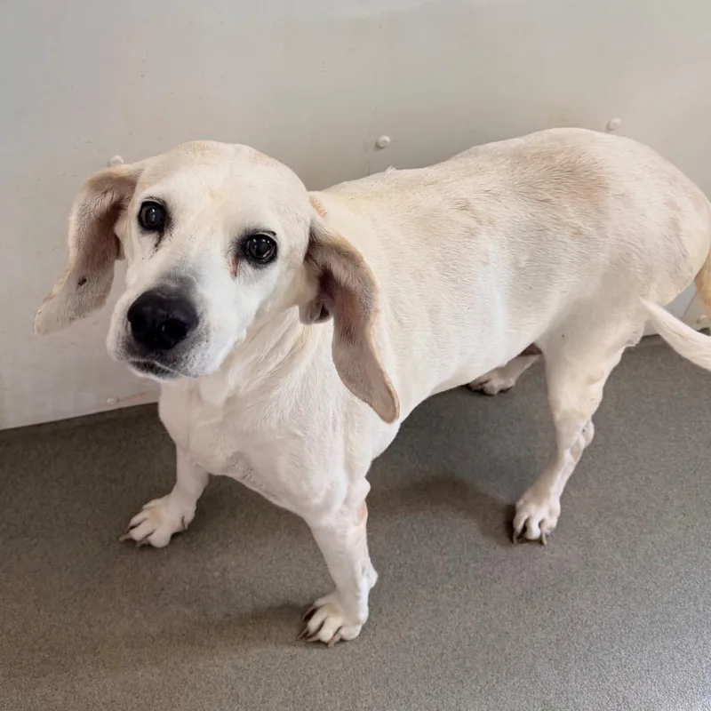 A senior large-sized female White / Cream Beagle dog named Biscuit for adoption in Rocky Mount, VA
