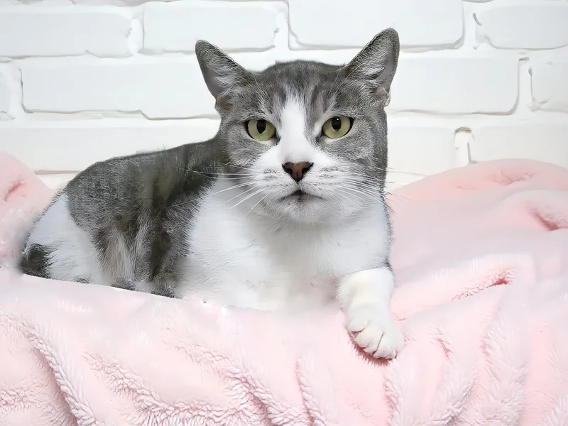 An adult small-sized female Black & White / Tuxedo Domestic Short Hair cat named Lala for adoption in Pasadena, CA