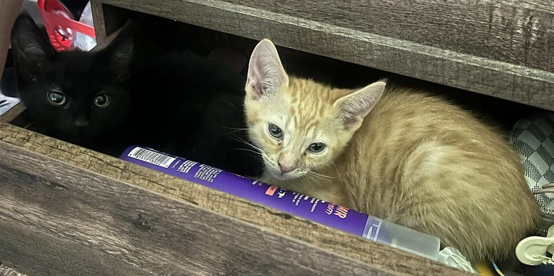 A baby medium-sized male Orange / Red Domestic Short Hair cat named Elliott for adoption in Oviedo, FL