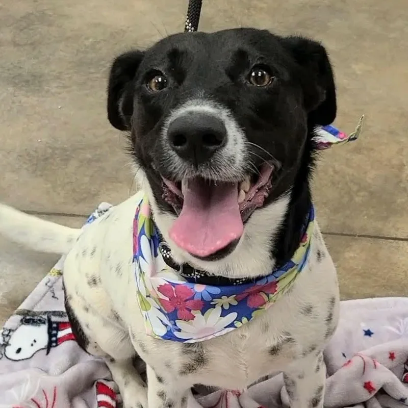 An adult medium-sized female Pointer dog named Dutchess for adoption in Woolwich, ME