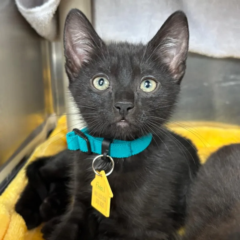 A baby small-sized female Black Domestic Short Hair cat named Petal for adoption in Springfield, MA