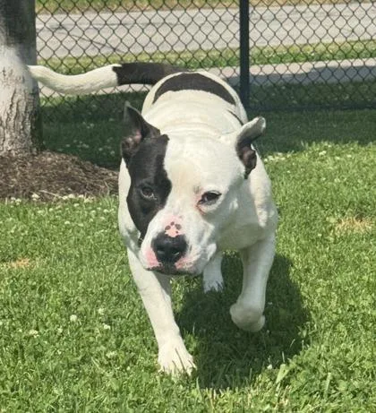 Debo