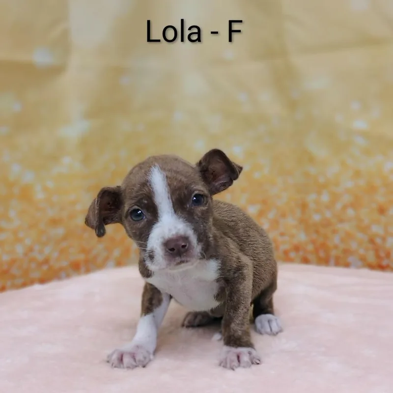 A baby medium-sized female Brindle Pit Bull Terrier dog named Lola for adoption in Griswold, CT