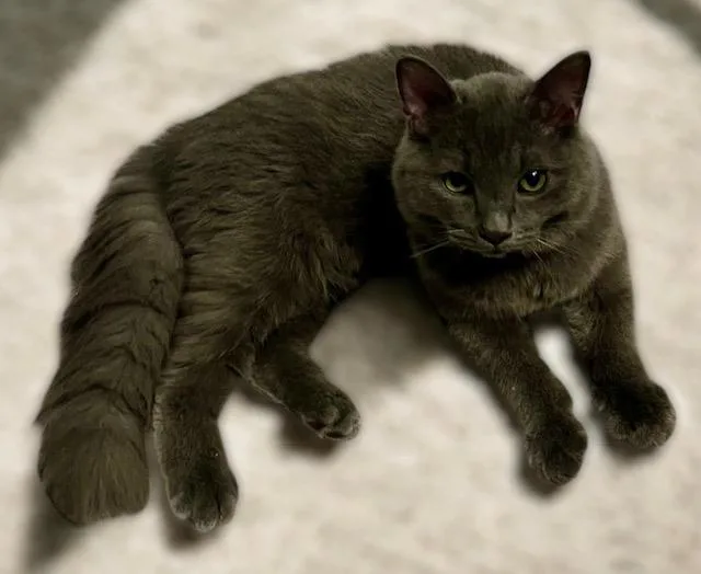 Norman Holder thumbnail 3