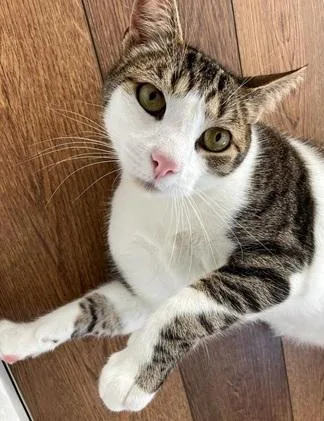 An adult medium-sized male Brown / Chocolate Domestic Short Hair cat named Marshall for adoption in San Francisco, CA