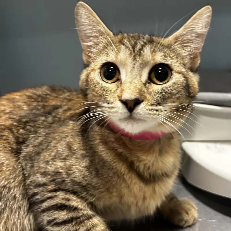 A young small-sized female Buff / Tan / Fawn Domestic Short Hair cat named Ceviche for adoption in Chattanooga, TN