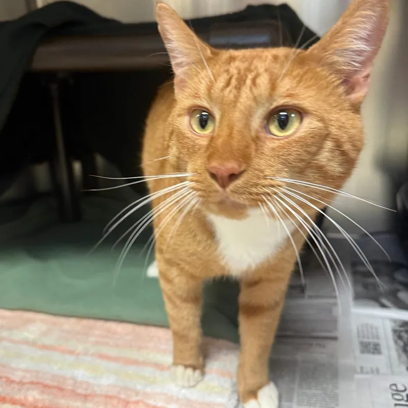 An adult large-sized male Orange / Red Domestic Short Hair cat named Pumpkin Head for adoption in Charlottesville, VA