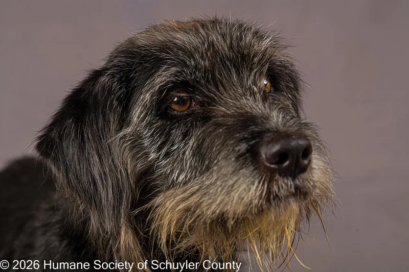 An adult medium-sized female Black Terrier dog named Peyton for adoption in Montour Falls, NY