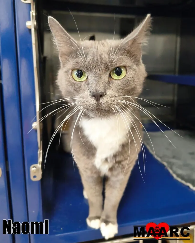 An adult medium-sized female Domestic Short Hair cat named Naomi for adoption in Maryville, TN