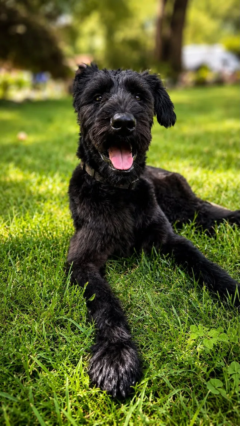 A young large-sized male Black Giant Schnauzer dog named Kai Alex for adoption in Charlotte, NC