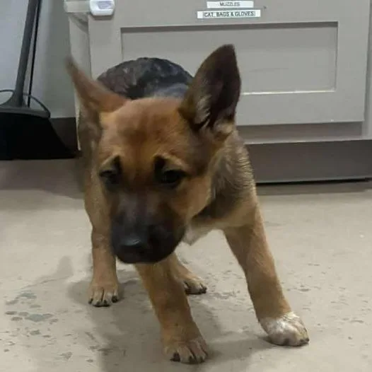 A baby small-sized female Brown / Chocolate Australian Cattle Dog / Blue Heeler dog named Murphy for adoption in Buchanan Dam, TX