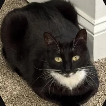 An adult large-sized female Black Domestic Short Hair cat named Dancer for adoption in Salisbury, MA