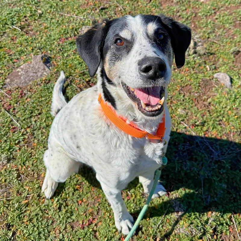 A senior medium-sized male Black German Shorthaired Pointer dog named Charlie for adoption in Ridgway, CO