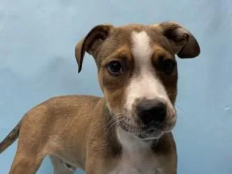 A baby large-sized male Pit Bull Terrier dog named Butch for adoption in Coon Rapids, MN