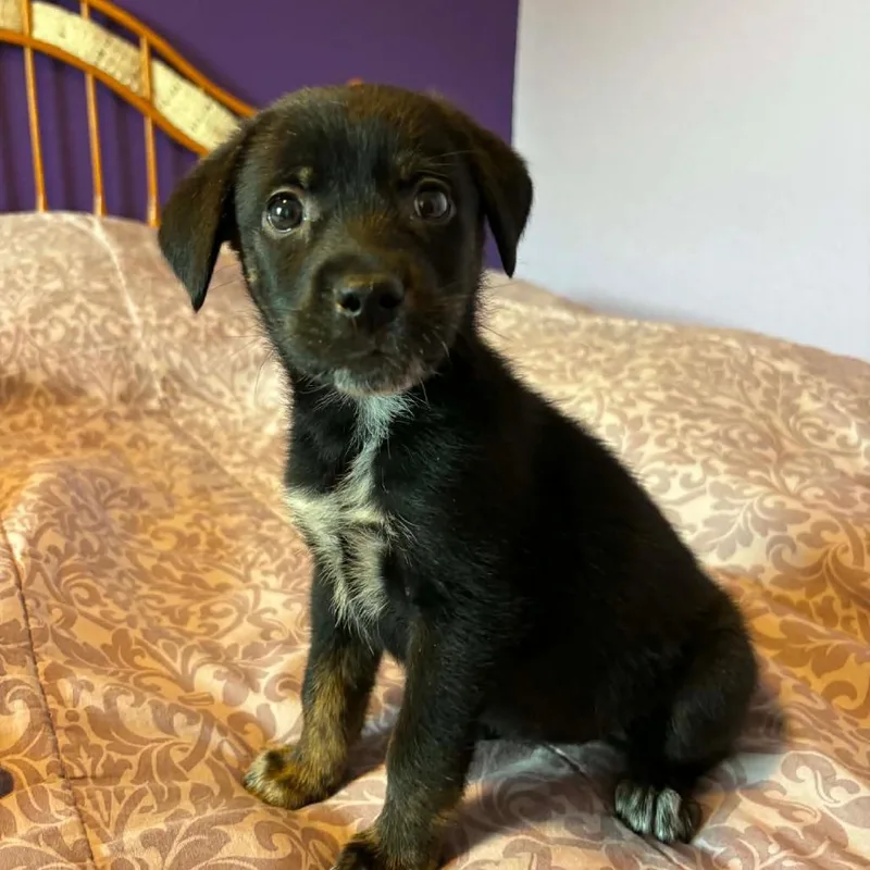A baby medium-sized female Black Husky dog named Rainier RW for adoption in Austin, TX