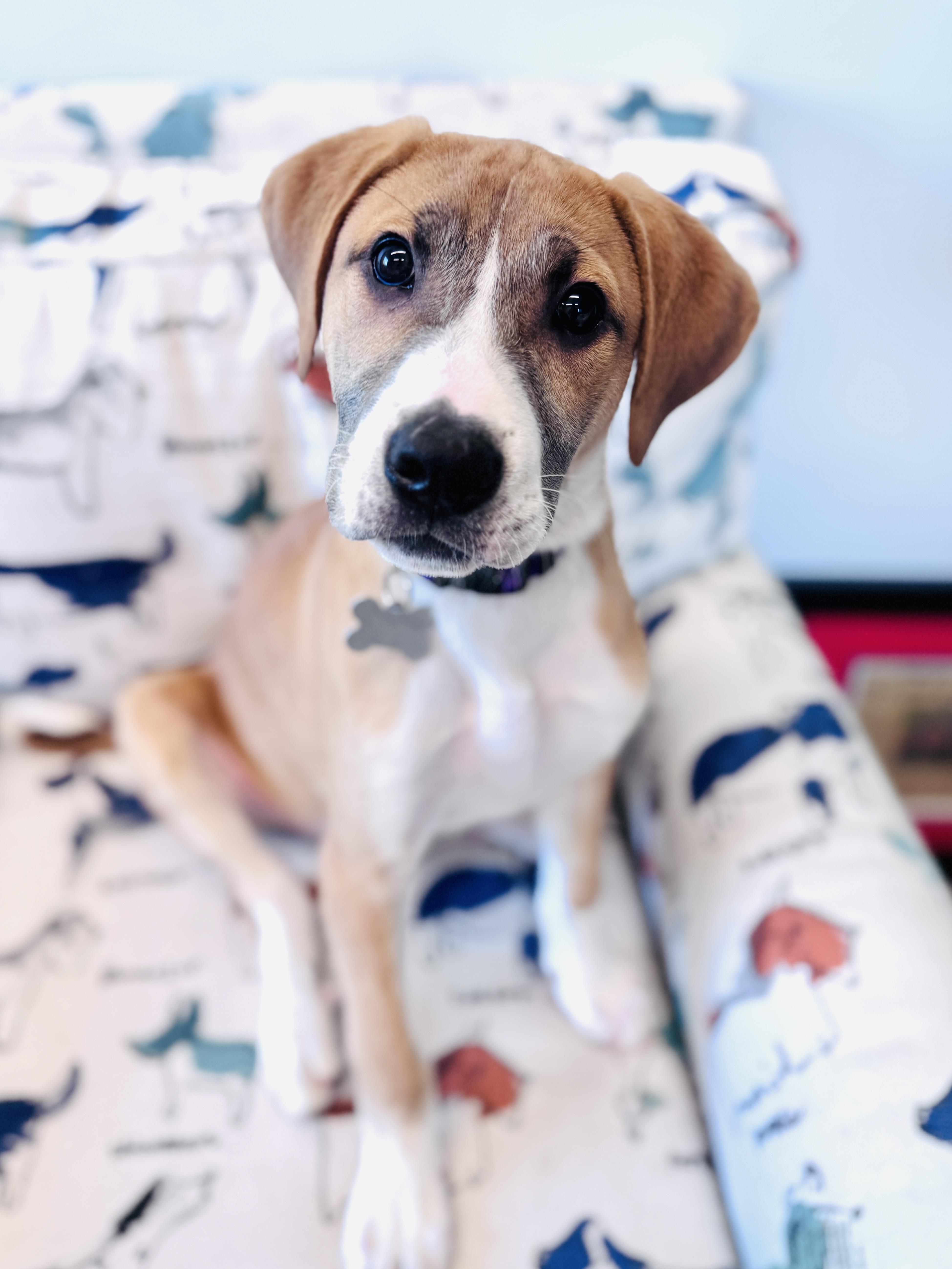 A baby large-sized male Hound dog named Paul for adoption in Palatine, IL