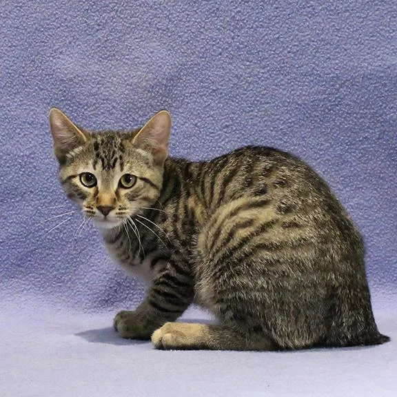 A baby medium-sized female Tabby (Brown / Chocolate) Domestic Short Hair cat named Riley for adoption in Overland Park, KS