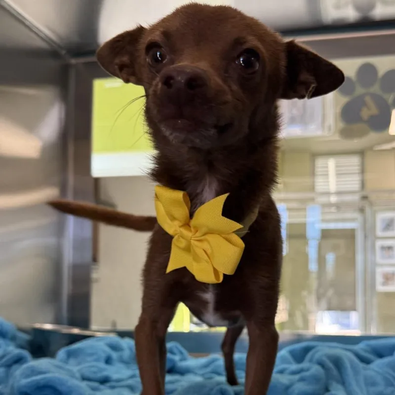 An adult small-sized male Brown / Chocolate Mixed Breed dog named Chip for adoption in Las Cruces, NM