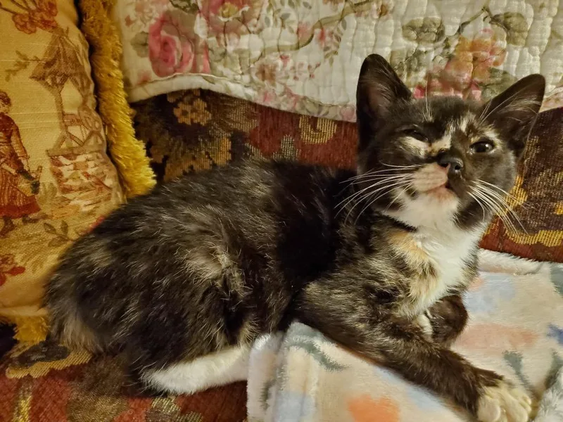 A baby small-sized female Domestic Short Hair cat named TacoTori for adoption in Glenfield, NY