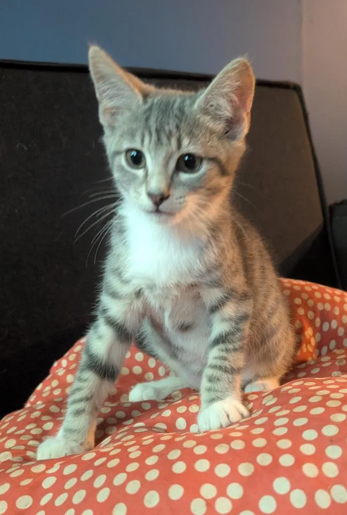 A baby medium-sized female Domestic Short Hair cat named Sky for adoption in Fort Oglethorpe, GA