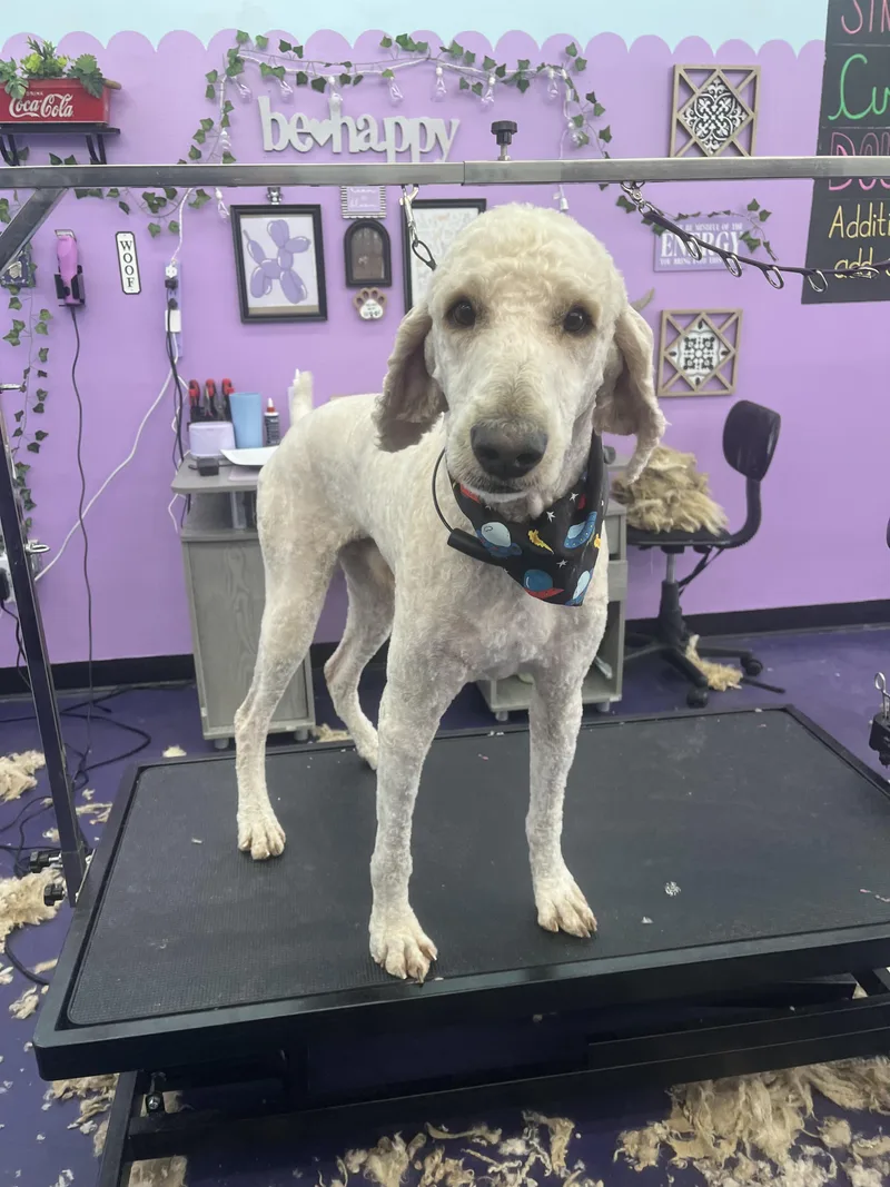 An adult large-sized male White / Cream Poodle dog named Timothy for adoption in Hartselle, AL